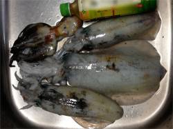 新浜漁港　エギング＆ウキ釣りで狙うアオリイ…