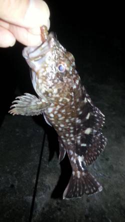 舞洲でのチニング、本日はチビレとガシラのみ…