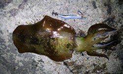 伊根エリアでのエギング釣果