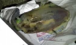 伊根エリアでのエギング釣果