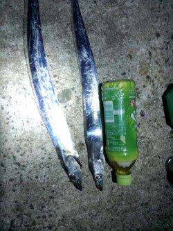 西宮浜 ウキ釣りでタチウオ狙いで釣行☆ 南芦屋浜は数百名の釣り人