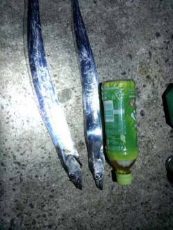 西宮浜　ウキ釣りでタチウオ狙いで釣行☆　南…