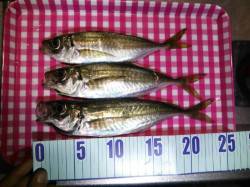 ジグサビキでのアジ良型が連続ヒット(*´∀…