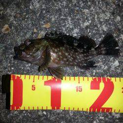 舞洲でガシリング&アジング