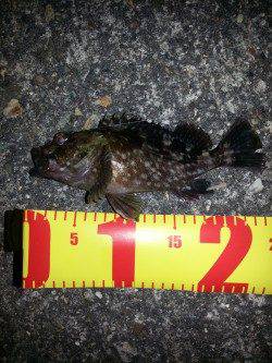 舞洲でガシリング&アジング