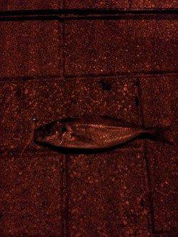 舞洲　アジングでアジ狙いも撃沈