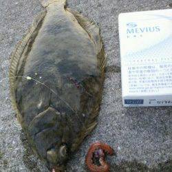 須磨港でカレイ・アナゴ　ミオ筋はやっぱり鉄板！