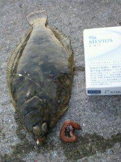 須磨港でカレイ・アナゴ　ミオ筋はやっぱり鉄板！