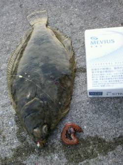 須磨港でカレイ・アナゴ　ミオ筋はやっぱり鉄…