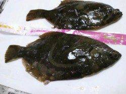 須磨港でカレイ・アナゴ　ミオ筋はやっぱり鉄板！