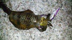 アジュール舞子でエギング、潮の流れが変わった時にＨｉｔ！