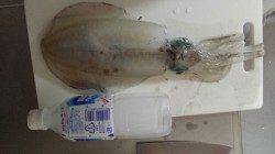 アジュール舞子でエギング、潮の流れが変わった時にＨｉｔ！