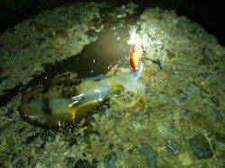 仕事帰りに舞子でエギング