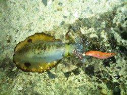 仕事帰りに舞子でエギング