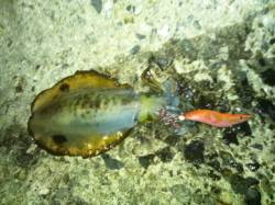 仕事帰りに舞子でエギング