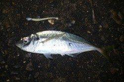 舞洲でアジング、レギュラーサイズの釣果