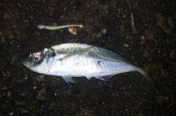 舞洲でアジング、レギュラーサイズの釣果