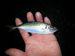 舞洲でアジング、レギュラーサイズの釣果