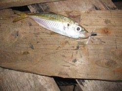 明石のアジング釣行　アタリはボトムべったり