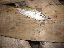 明石のアジング釣行　アタリはボトムべったり…