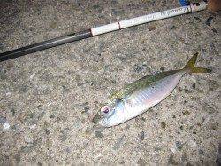 明石のアジング釣行　アタリはボトムべったり