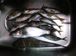 ジグサビキでアジ・セイゴ・マゴチをGET♪