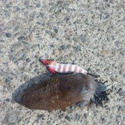 深日漁港 エギングでアオリイカ狙いもコウイカがヒット☆ コウイカも当たり年か