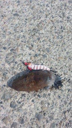 深日漁港 エギングでアオリイカ狙いもコウイカがヒット☆ コウイカも当たり年か