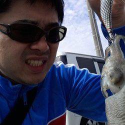 深日漁港 エギングでアオリイカ狙いもコウイカがヒット☆ コウイカも当たり年か