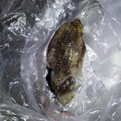 小島の湾内でコウイカが釣れました。