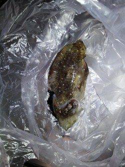 小島の湾内でコウイカが釣れました。