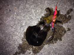 林崎漁港でエギング　30分程でアオリ2杯ゲ…