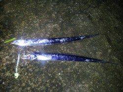 紀ノ川河口　テンヤで狙うタチウオ　サイズが小さく見切れも