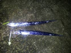 紀ノ川河口　テンヤで狙うタチウオ　サイズが…