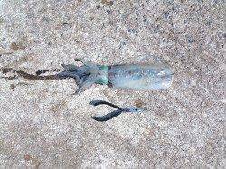 衣奈漁港　エソとアナゴの猛攻の中ヤエンでアオリイカ