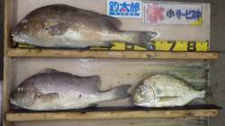 みなべ漁港　投げ釣りでコロダイ・ヘダイ・マ…