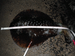 居組港でエギング　良型連発でキロアップも♪