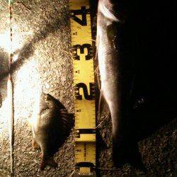 武庫川河口でアオイソメでハネ狙い １投ごとにアタリ♪