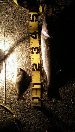 武庫川河口でアオイソメでハネ狙い １投ごとにアタリ♪