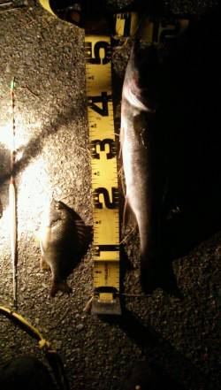 武庫川河口でアオイソメでハネ狙い １投ごと…