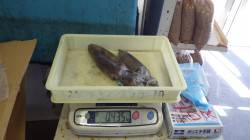 堺グラウンド前　ヤエンでアオリイカの釣果