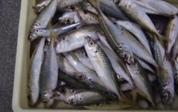 新芳養漁港　サビキでアジ中心の釣果