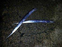 紀ノ川河口　テンヤで狙うタチウオ　サイズが小さく見切れも