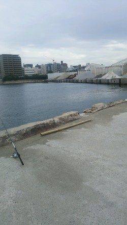 明石港湾内での投げ釣りで今年初のカレイ♪