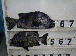 椿の地磯　イシダイ＆イシガキダイの釣果