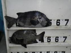 椿の地磯　イシダイ＆イシガキダイの釣果