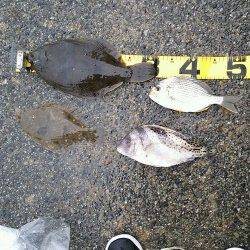 須磨　投げ釣りでのカレイ釣り　33cmはエギングロッドにヒット！