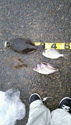 須磨　投げ釣りでのカレイ釣り　33cmはエギングロッドにヒット！