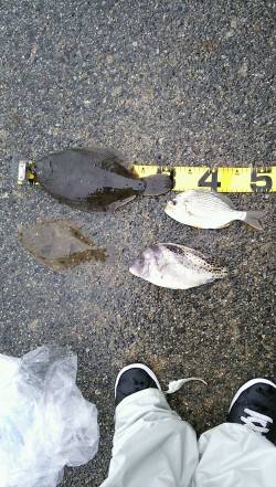 須磨　投げ釣りでのカレイ釣り　33cmはエ…