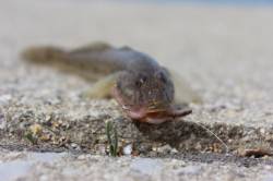 武庫川河口でハゼ釣り　奥深さと楽しみを知り…